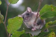 Caccia e fauna selvatica